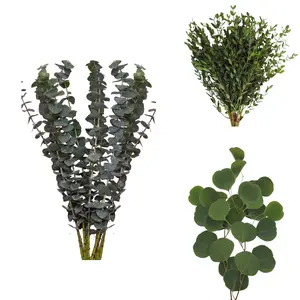 Assorted Eucalyptus Baby Blue, Parvifolia & Silver Dollar Combo