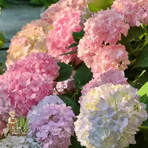 Hydrangea seedlings, low maintenance ornamental shrubs with lush foliage and large flowers, designed for family leisure gardens and small courtyard landscapes