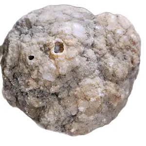 Crystallized Cephalopoda (Octopus) Geode Extremely Rare Fossil from 570-550 Million Years Ago