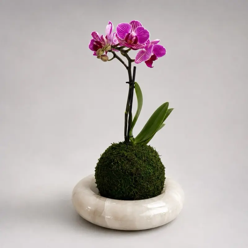 Kokedama Orchid Pink Phalaenopsis - Handmade is heart made   Pet Safe & Pet Friendly for Indoor Home Decoration - Traditional - Decorative Ornamental Plant Fruit Light
