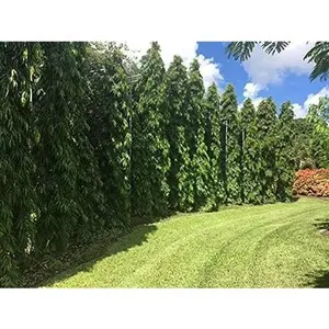 Mast Tree - Live Plant in a 4 inch Growers Pot - Polyalthia Longifolia - Extremely Rare Ornamental Trees of The World