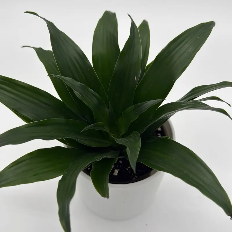 ikea elefantenfuß Elefantenfuss | Beaucarnea recurvata main image 1
