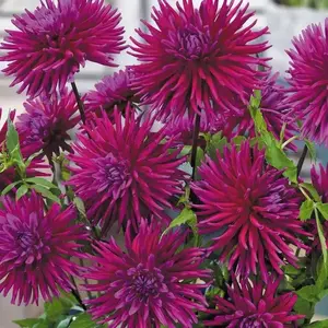Purple Gem cactus dahlia (tuber) PERENNIAL FLOWERS