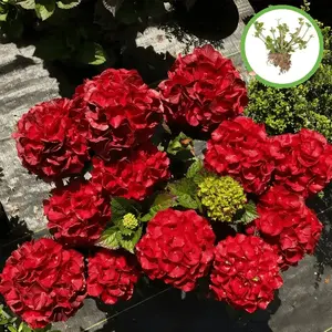 Bright red hydrangea flower seedlings, large flower shrubs, outdoor decoration, fresh delivery, guaranteed flowering plants