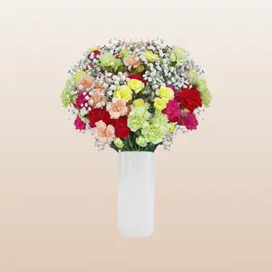 Mini Carnation Rainbow Bqt Gypsophila Bouquet 6 Pack 1 - 8 Day Vase Life Value Conscious Romantic Gift