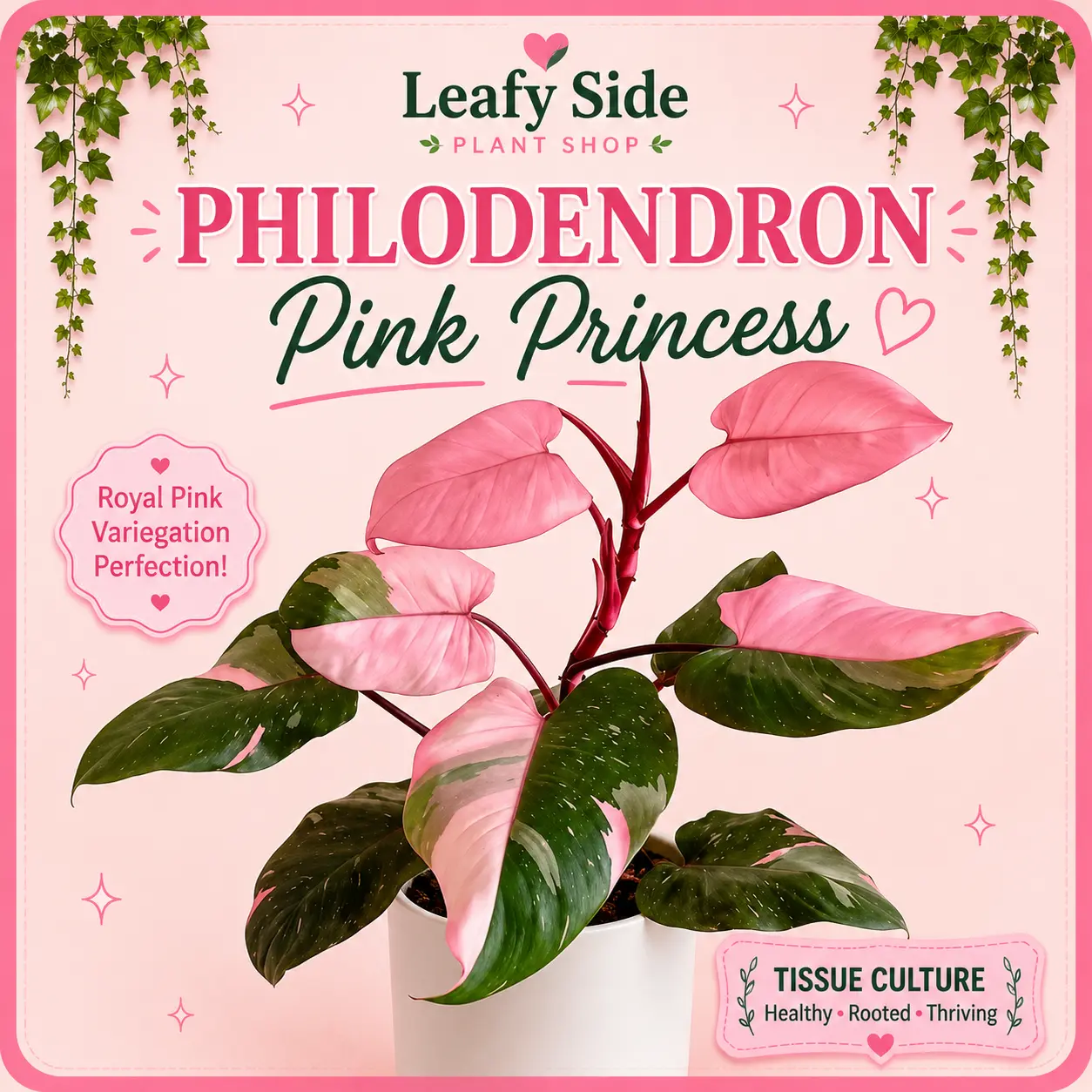 Philodendron Pink Princess - Full Tissue Culture Kit