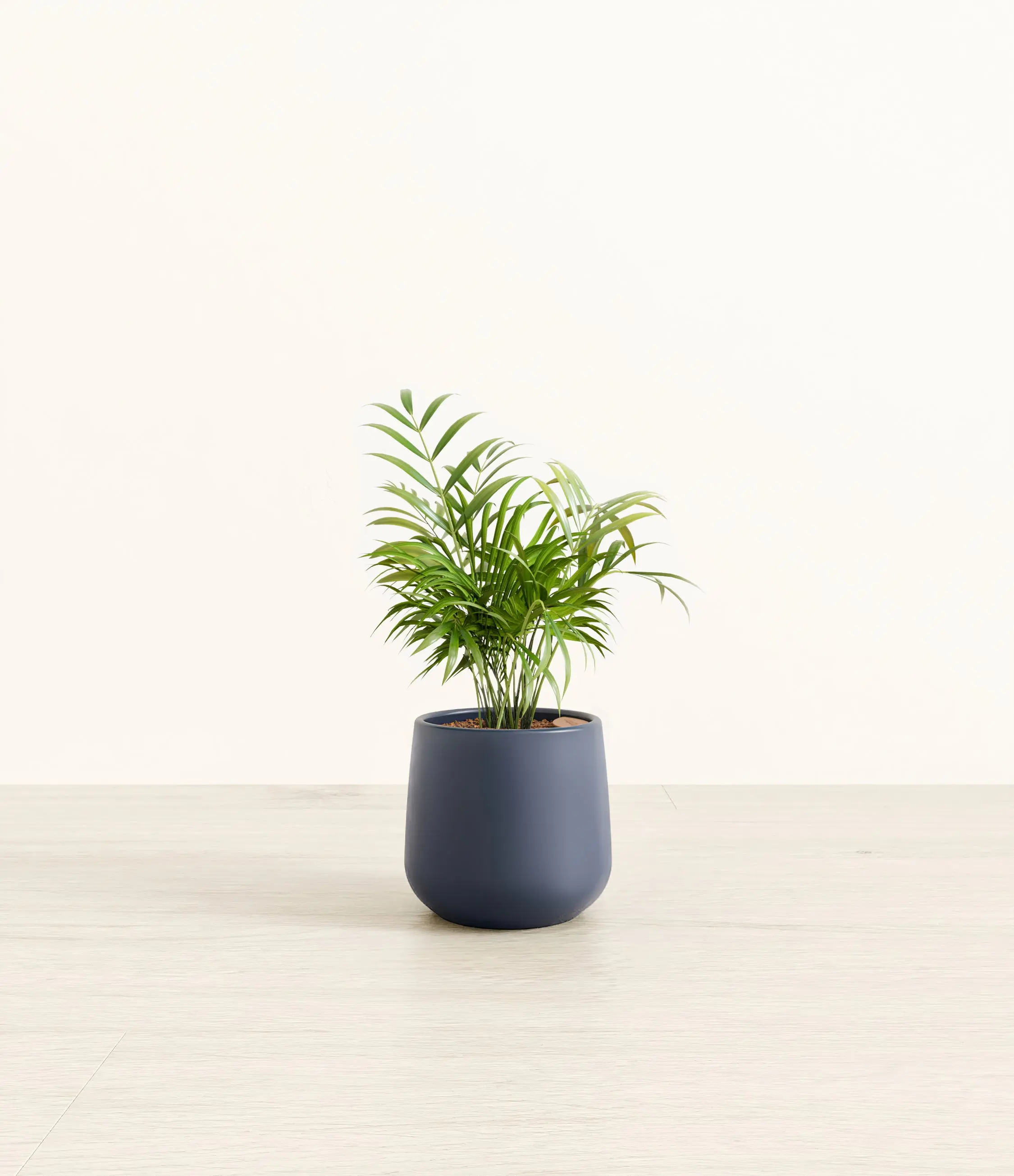 Parlor Palm Parlor Palm