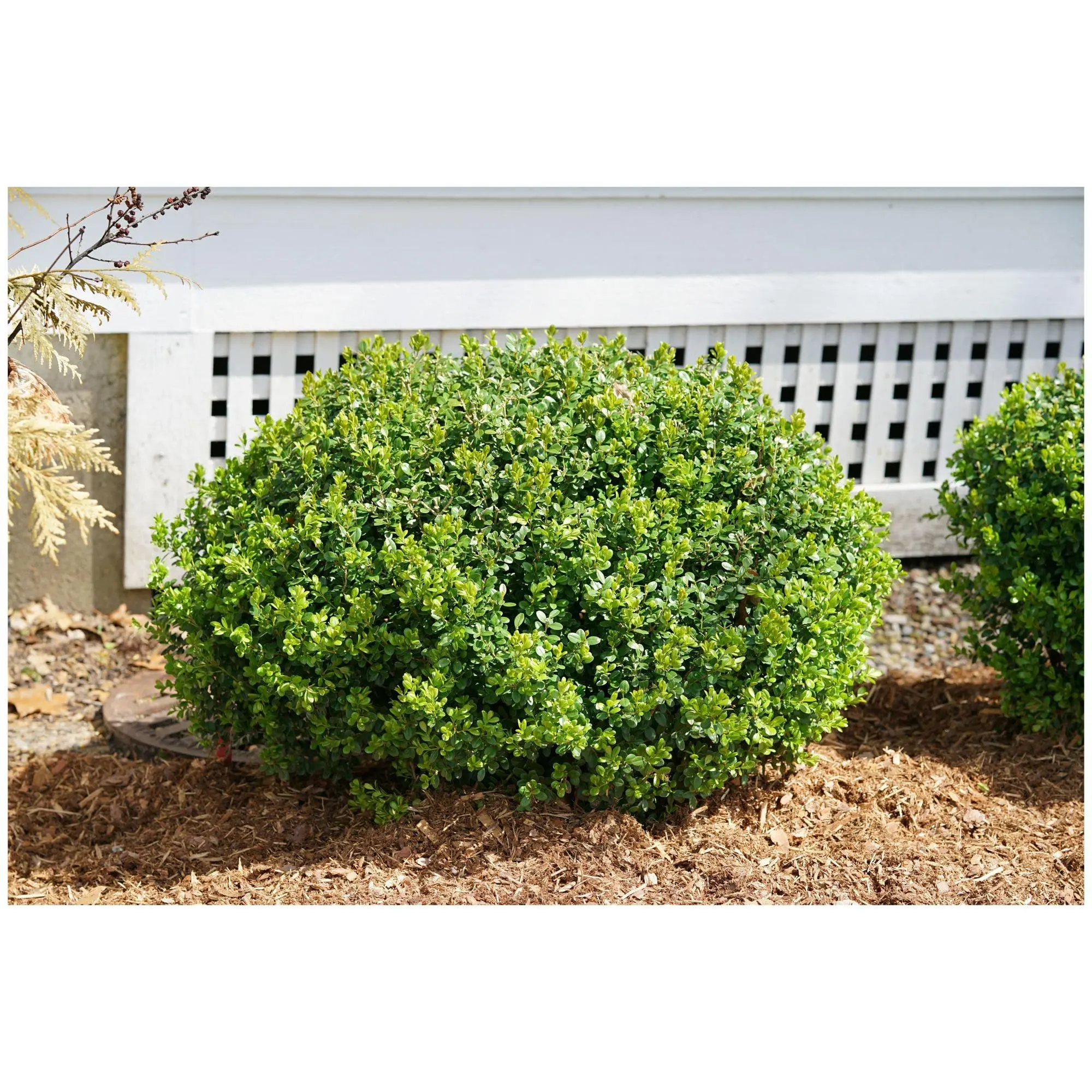 Roberta's Boxwood Sprinter Green Proven Winners  1pc
