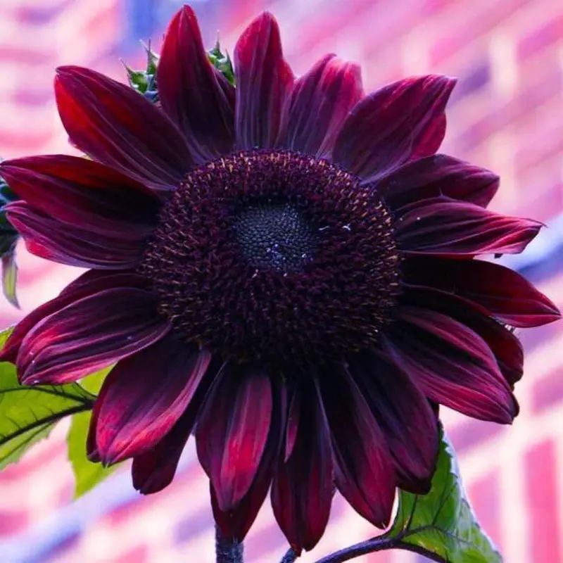 Chocolate Cherry Sunflower Organic Seeds (Helianthus annuus) – Unique sunflower with deep burgundy petals and dark centers. Great for cutting gardens.