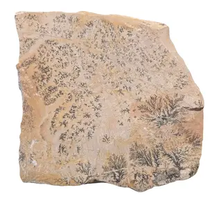 Dendritic Manganese and Shale Slab