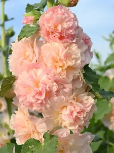 200pcs Pink Hollyhock Seeds – Romantic Tall Blooms for Cottage-Style Garden Charm