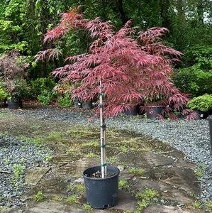 Acer 'Crimson Queen'- Jap. Maple