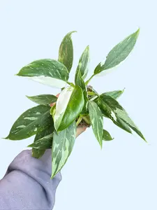 4" Philodendron White Princess - Philodendron erubescens 'White Princess' - Variegated Philodendron Houseplant