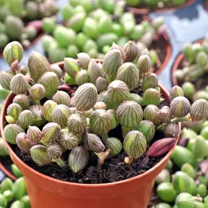 4” Senecio herreanus - String of Watermelons succulent