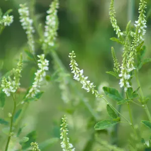 White Blossom Sweetclover Seed (Melilotus alba) Vigorous nitrogen fixer with fragrant white blooms. Ideal for pollinators, erosion control, and soil health in pastures or cover crops.