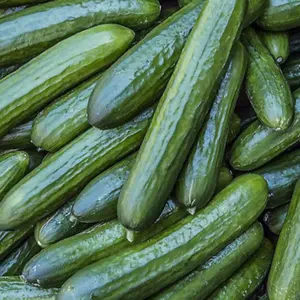 Tendergreen Cucumber Certified Organic Seeds (Cucumis sativus) Smooth, crisp cucumbers on vigorous vines. Disease-resistant and perfect for fresh eating or pickling.