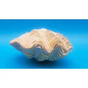 Derasa Clam Shell Pair (Tridacna derasa) - 6.75" x 4.5"