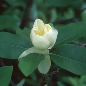 Moonglow Sweetbay Magnolia