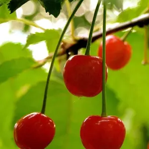 5 SEEDS WILD CHERRY Prunus Avium Sweet Exotic Edible Tropical Fruit Cereza Tree Seeds for Gardening