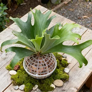 8 pieces of modern plastic hanging water moss balls for orchids and spiny ferns, drainage hole design, indoor and outdoor plant fixing accessories, hydroponic decorative moss balls, bonsai tree display, plant lovers, gardening tools