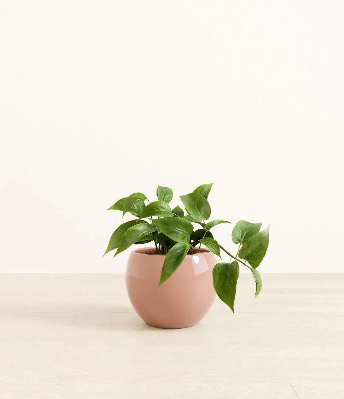 Jade Pothos