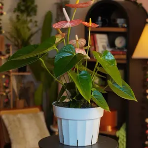 Anthurium “Pink Livium” - 6”
