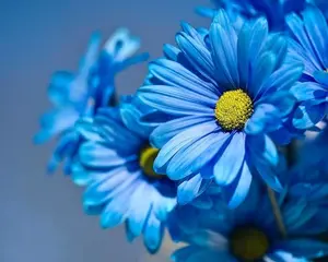 100+ Rare Blue Daisy Seeds for Planting - Beautiful Flowers for The Garden