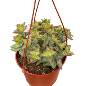 6” Sunstar String Of Buttons Conjuncta Hanging Home Decor Sculpture