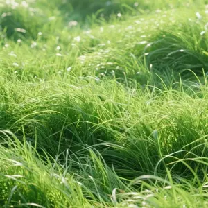 3000pcs Zoysia Grass Seeds – Drought-Resistant, Low-Maintenance Lawn Solution for Sunny Yards