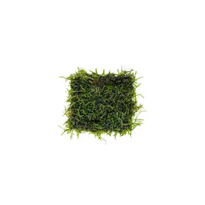 Java Moss on Stainless Steel