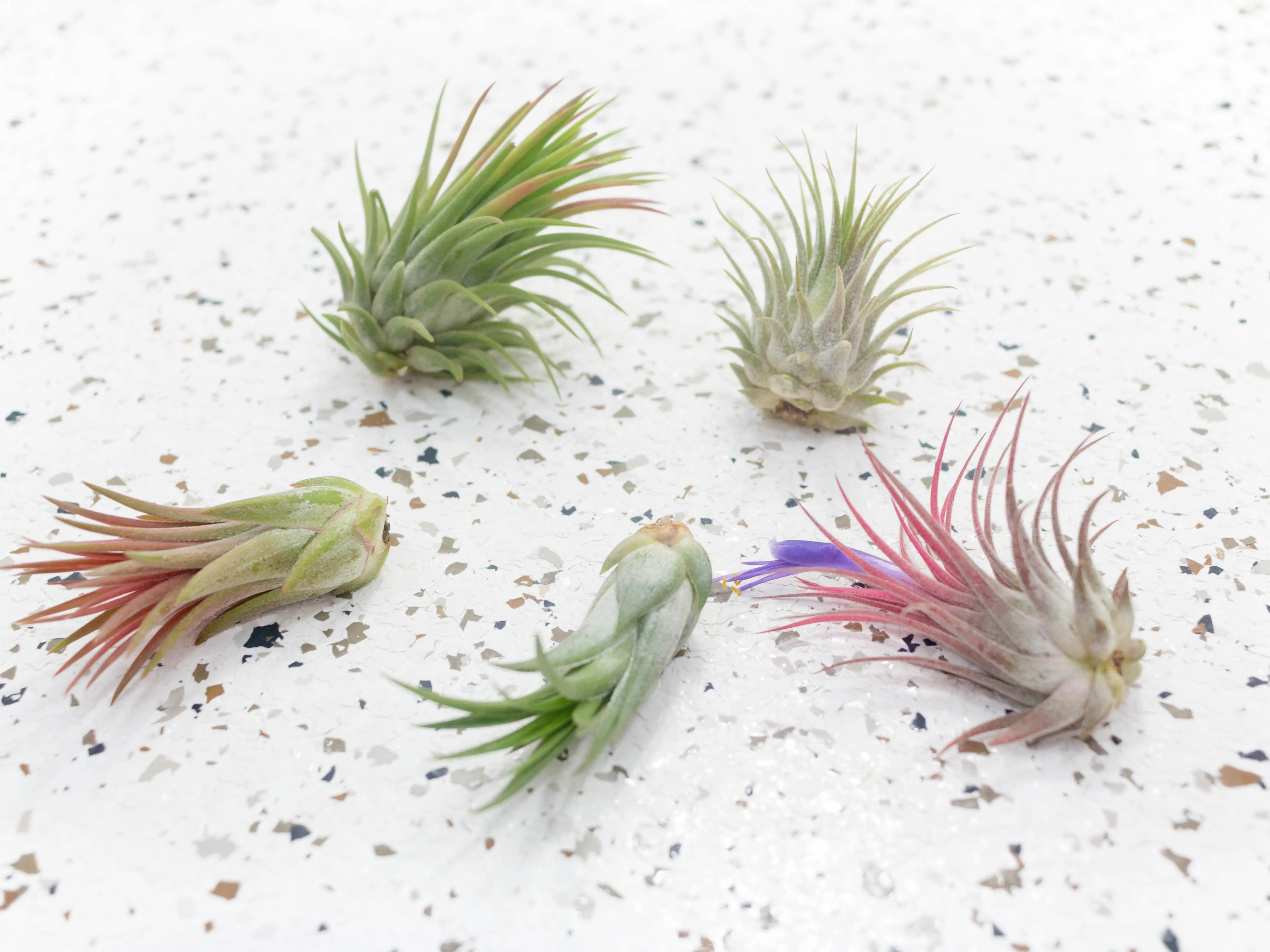 Ionantha Small Plant Variety Pack - Set of 5 Plants - Easy Care Indoor Plants - Low Light Plants - Beginner Friendly Plants - Fast Shipping - Live Air Plants Bundle