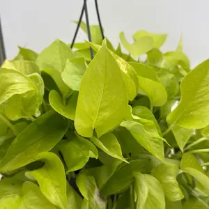 Pothos Neon 8" HB Neon Pothos House Plant Adds Natural Beauty Freshness to Home Decor Easy Care Minimal Requirements