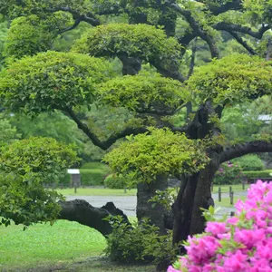 Japanese Black Pine Tree Seeds (Pinus thunbergii)