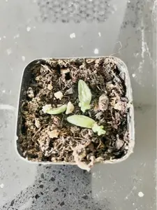 LIVE PLANT Burro's Tail Succulent Sedum Morganianum Plantlets 2" Pot
