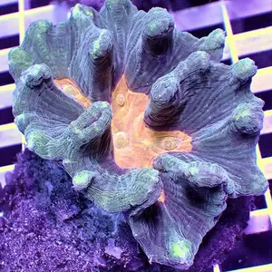 Flaming Pectinia WYSIWYG