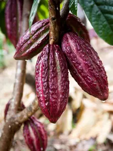 Big Vaina roja Theobroma Cacao (Cacao Chocolate)live fruit tree 2-3ft