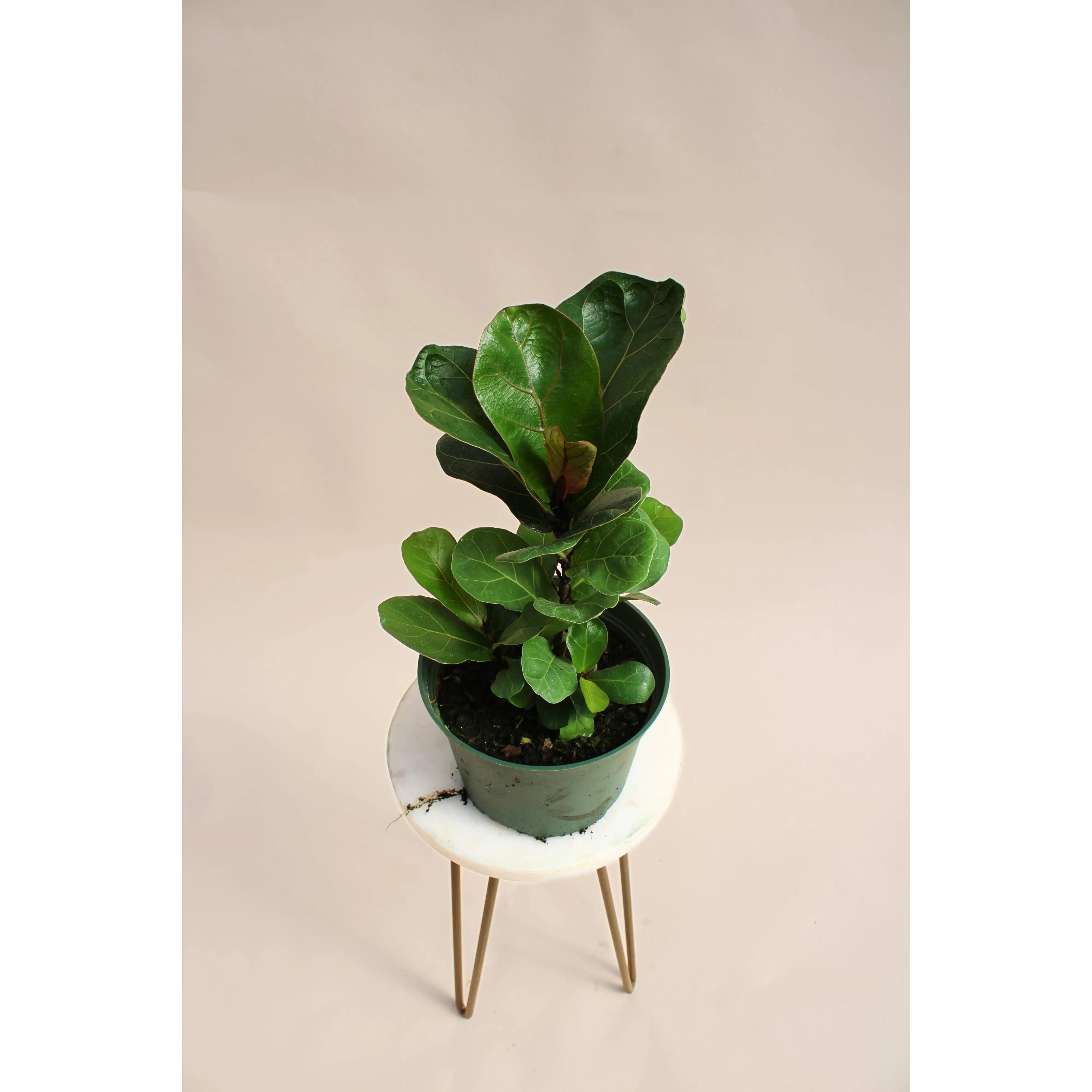 6" Fiddle Leaf Fig – Ficus Lyrata Little Sunshine