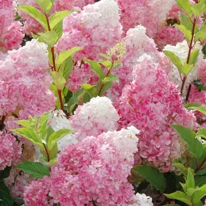 Vanilla Strawberry Hydrangea Seeds (Hydrangea Spp.) Pink Hydrangea Bush Plant Seeds - Fast Growing, Attracts Pollinators Flower