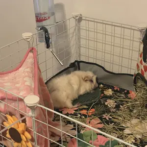 Guinea pig hideout Guinea pig corner hideout, removable soft comfortable hamster hideout hammock cage decoration, guinea pig bed hedgehog beds small animal hideout for rabbits, hedgehogs, squirrels, and other small animals, Hamster Cage Habitat