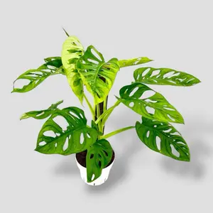 Monstera Adansonii On Pole 6” - Easy Care Climbing Plant - Not Pet Safe