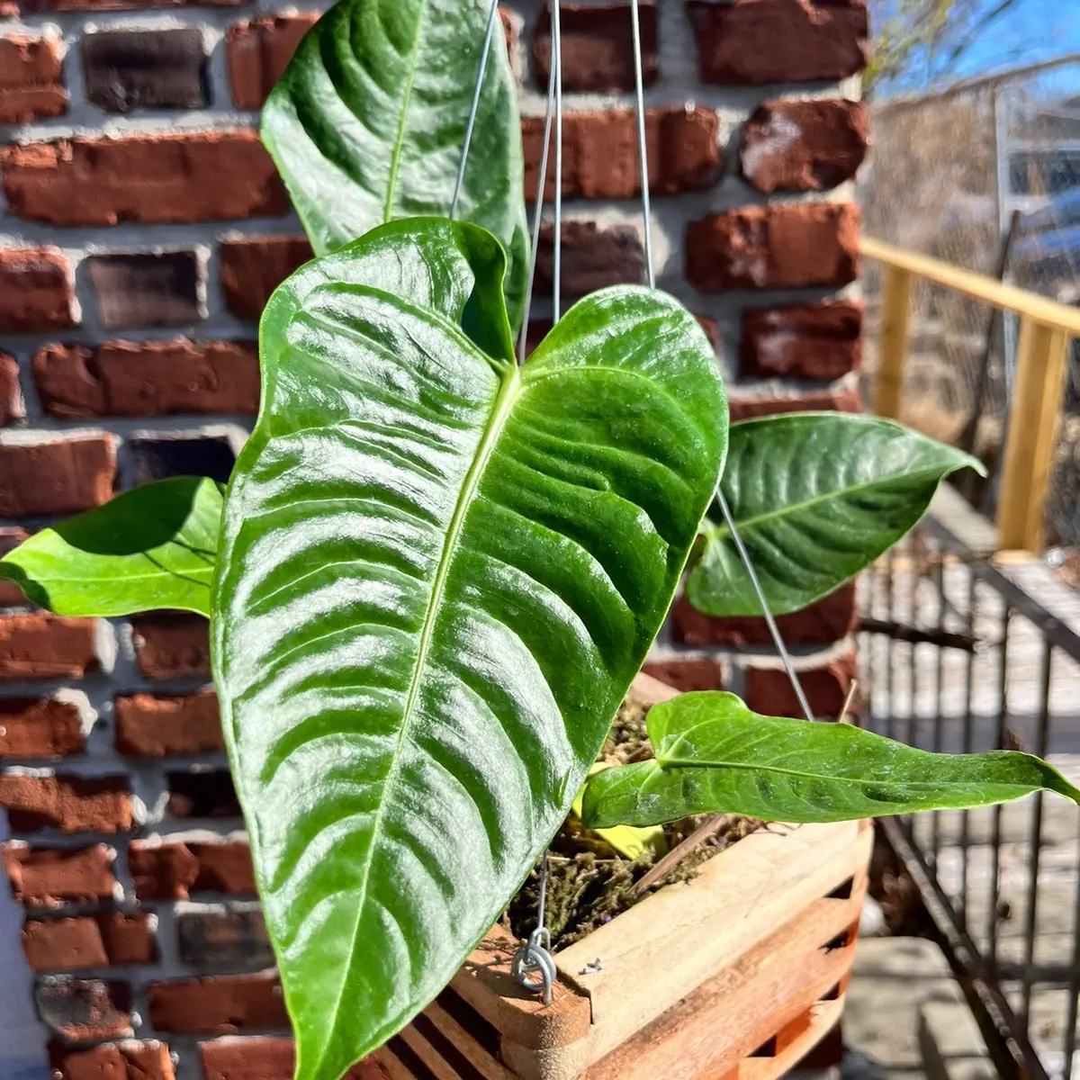 Anthurium veitchii