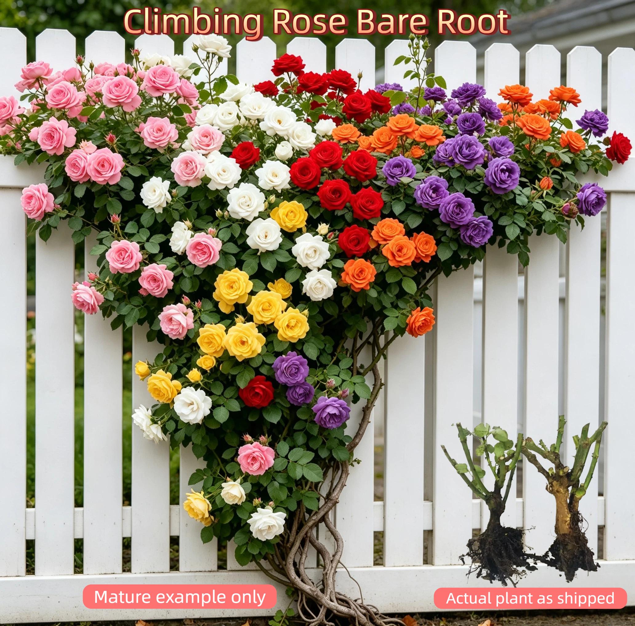 Climbing Rose Bare Root, Ready to Plant When Arrives, Long Blooming & Easy Growing, Perennial for Small Garden, Patio or Balcony