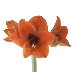 Amaryllis Naranja - 15 Stem Bunch