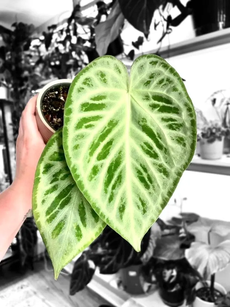 Anthurium Silver Blush Potted Live Plant 2in
