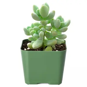 Live Fresh Sedum Treleasei Plant, Fully Rotted in 2 inch Planter