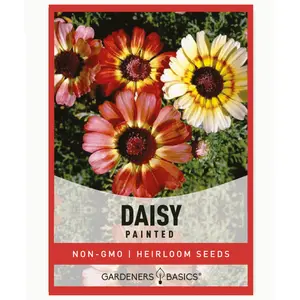 Painted Daisy Seeds