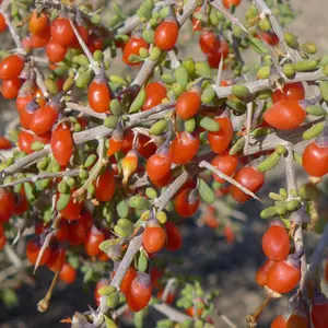 Anderson Wolfberry Open Pollinated Seeds (Lycium andersonii) High desert shrub loved by wildlife; drought-resistant with medicinal and ecological uses