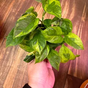 Pothos Lizard Queen 4"