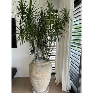 Dragon Tree (Dracaena Marginata)