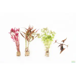 Easy Red Aquarium Plant Combo